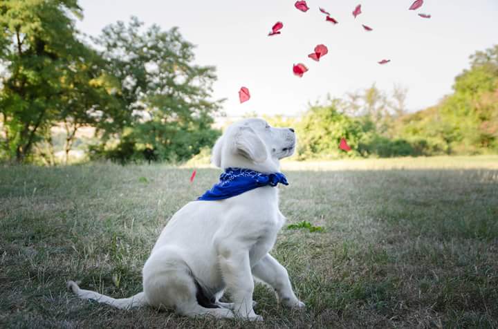 Golden retriever